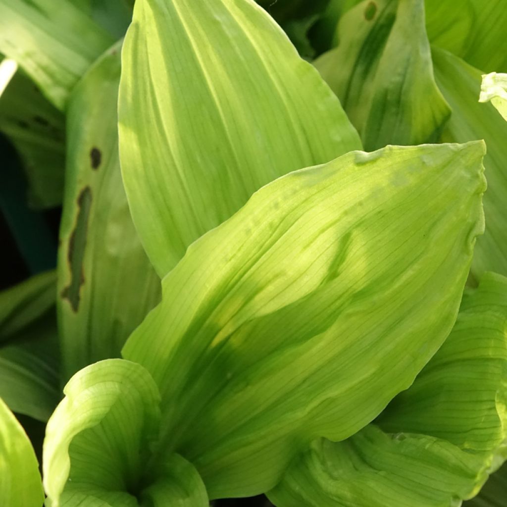 Heidinkämmekä - Calanthe discolor