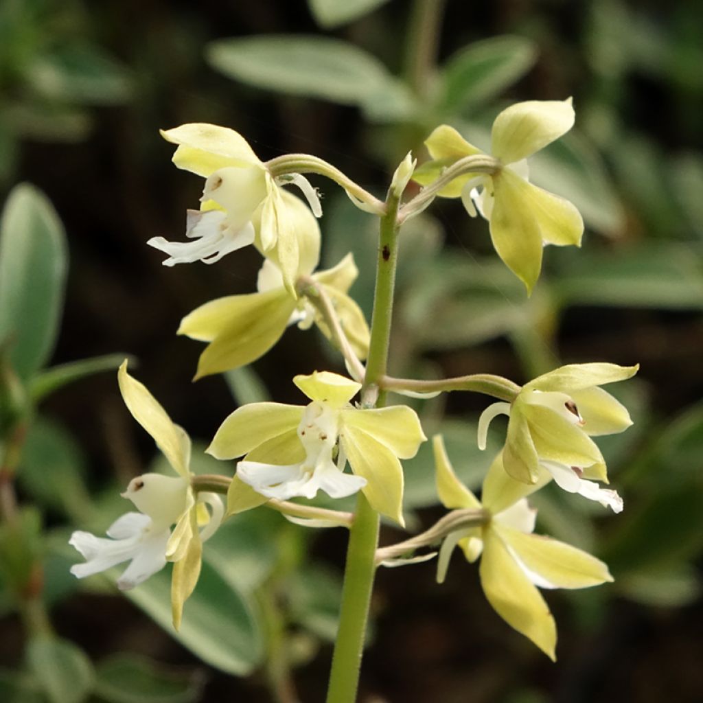 Heidinkämmekä - Calanthe discolor
