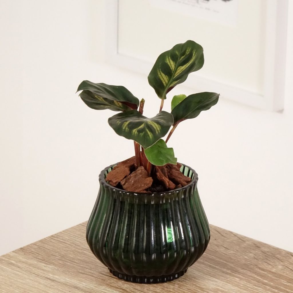 Maija - Calathea makoyana