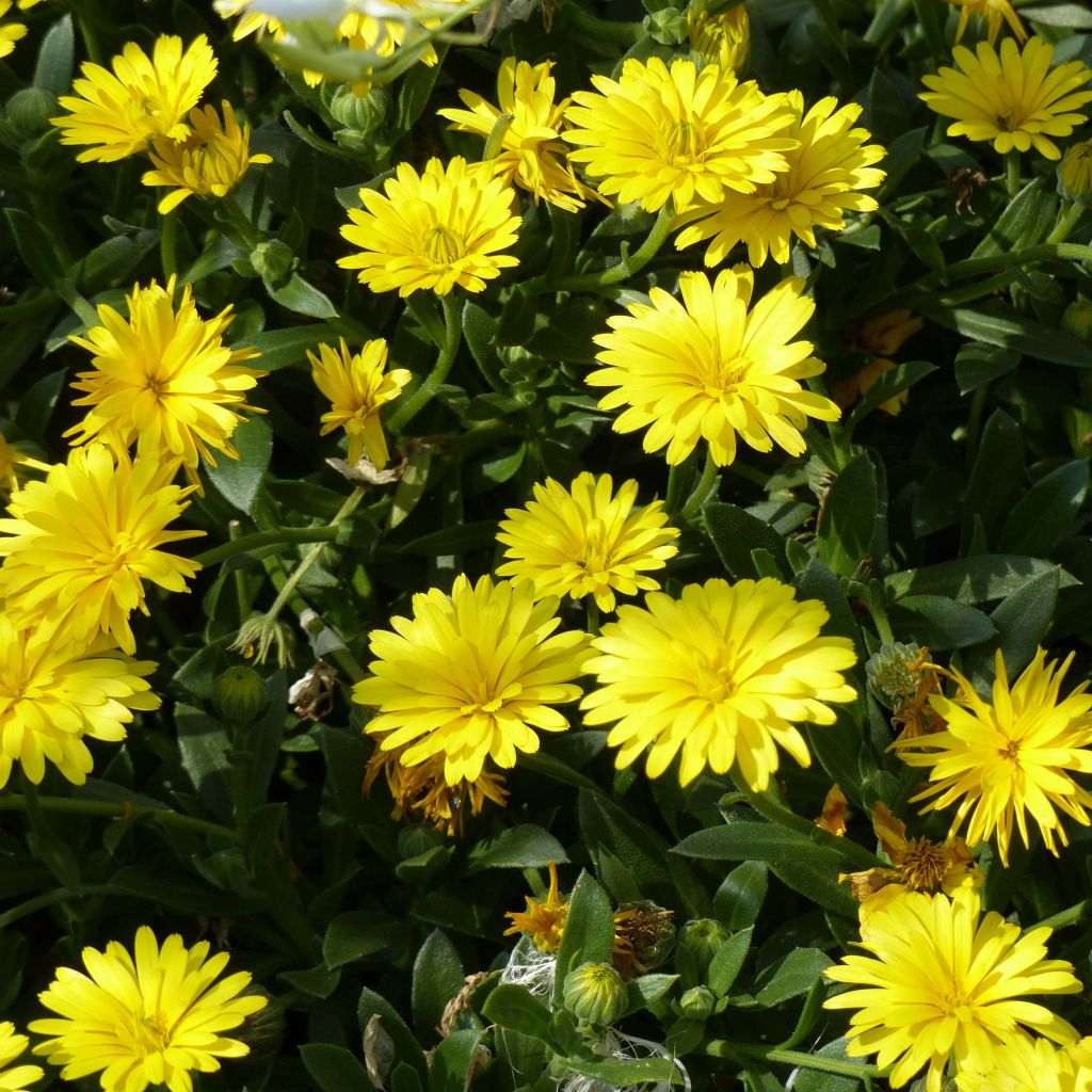 Kehäkukka Powerdaisy Sunny