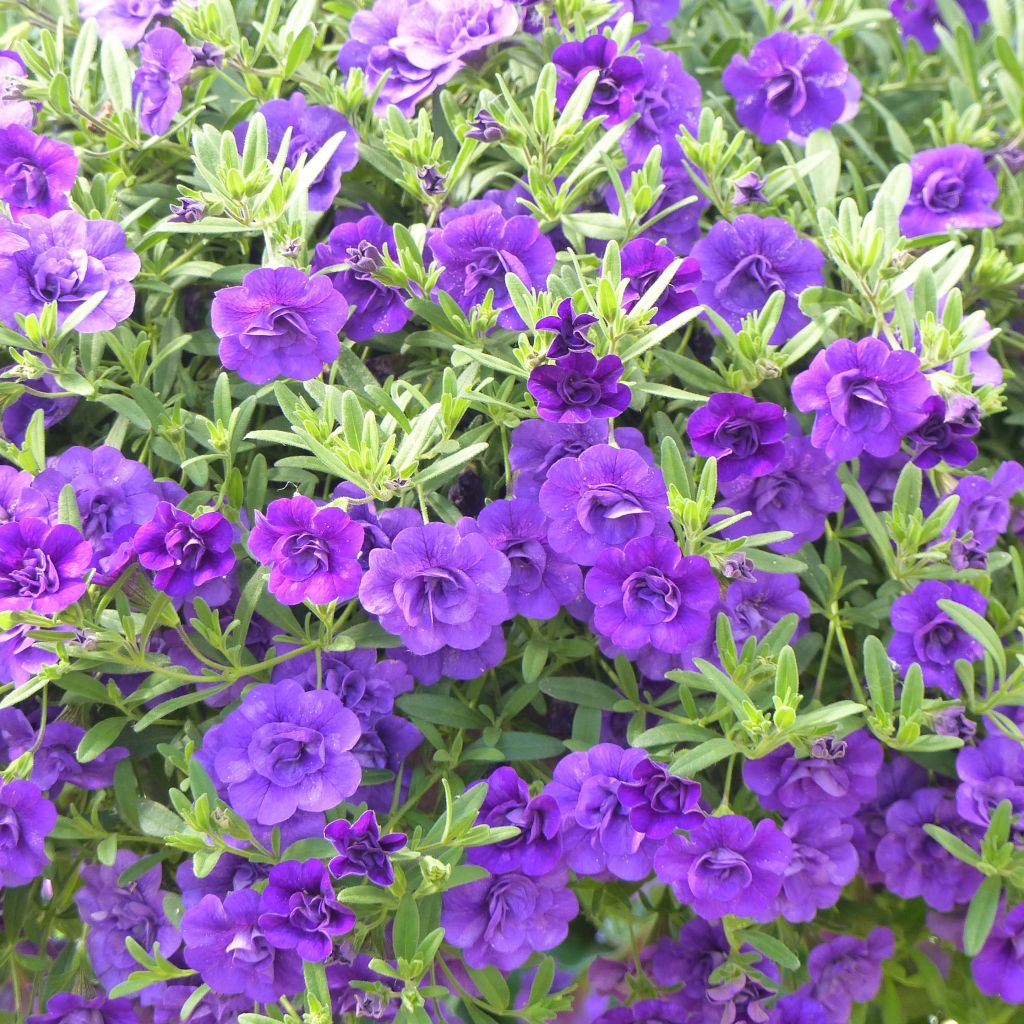 Miljoonakello Can-Can Rosies Blue