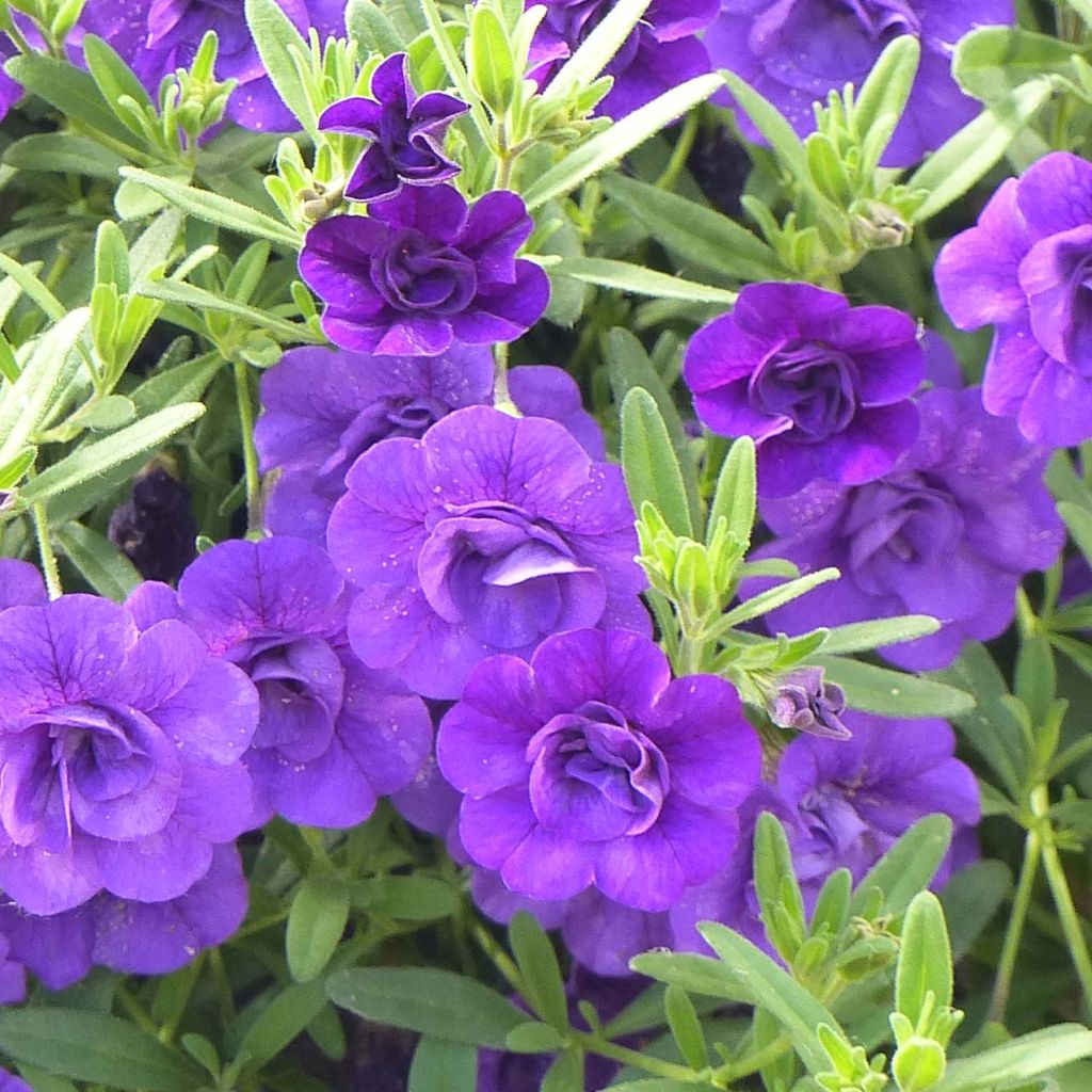 Miljoonakello Can-Can Rosies Blue