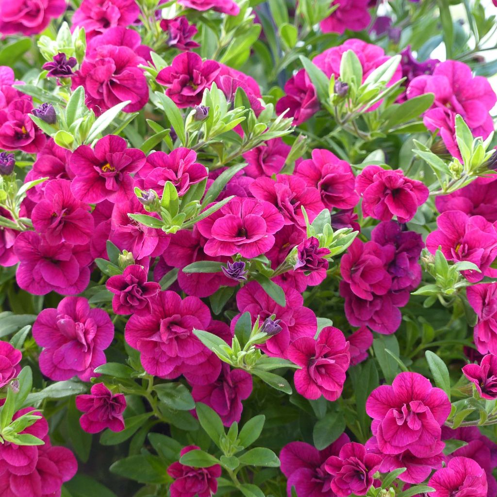 Miljoonakello Can-Can Rosies Pink