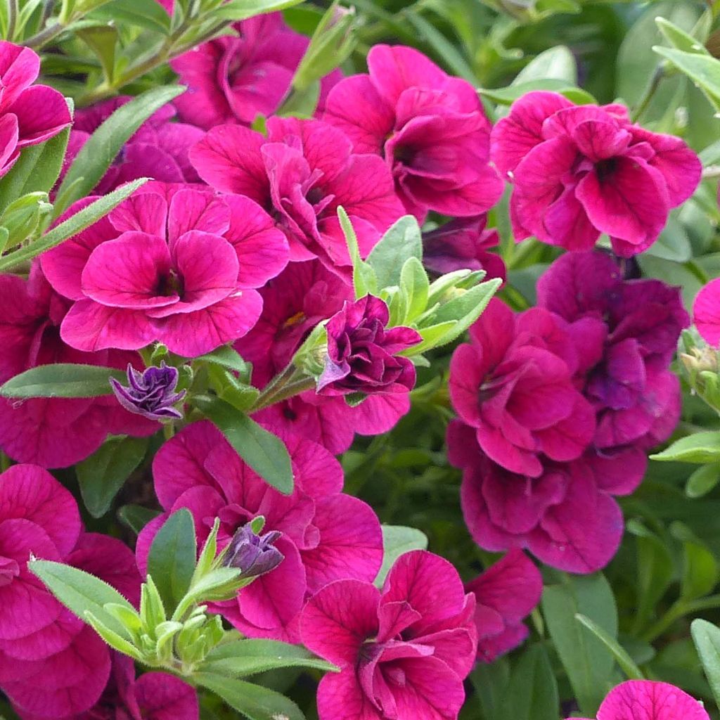 Miljoonakello Can-Can Rosies Pink