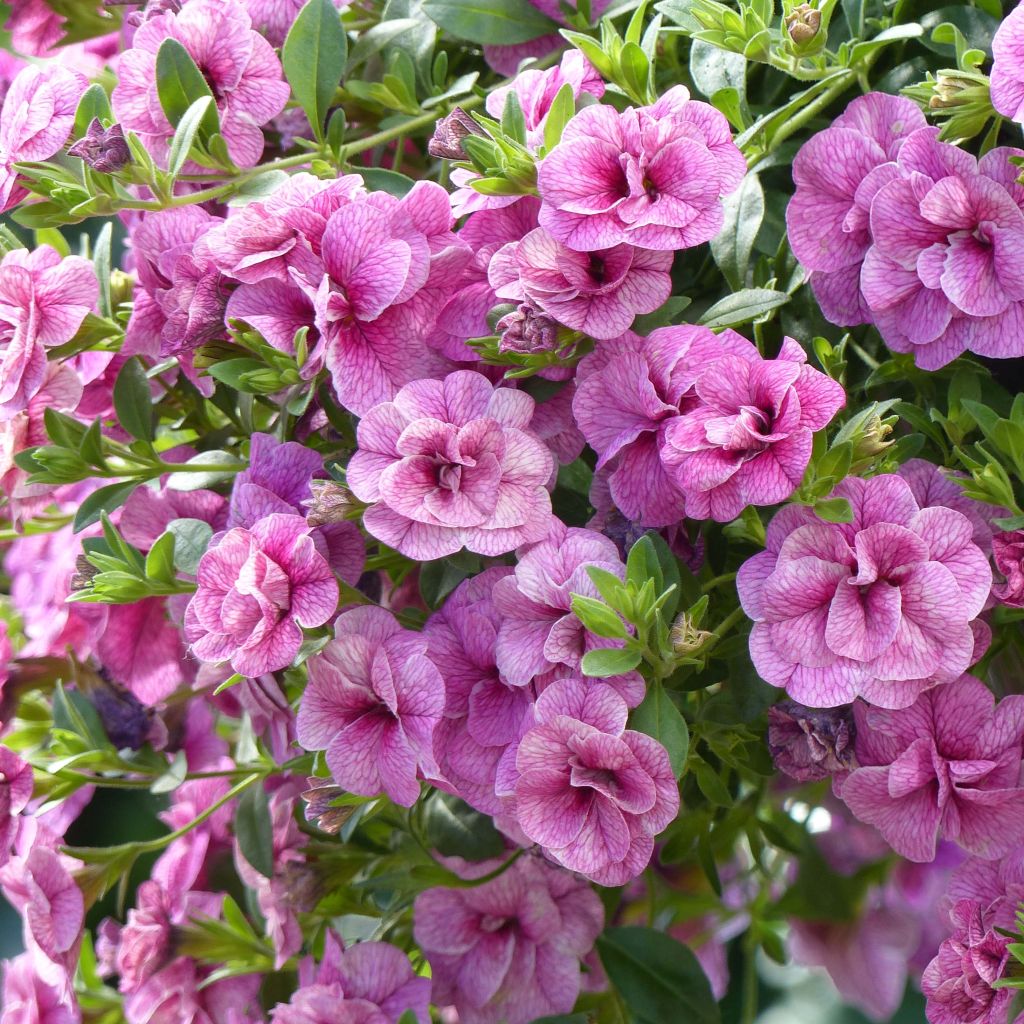 Miljoonakello Can-Can Rosies Pink Vein