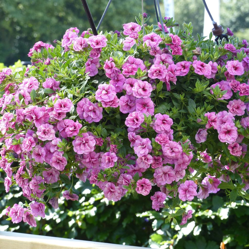 Miljoonakello Can-Can Rosies Pink Vein