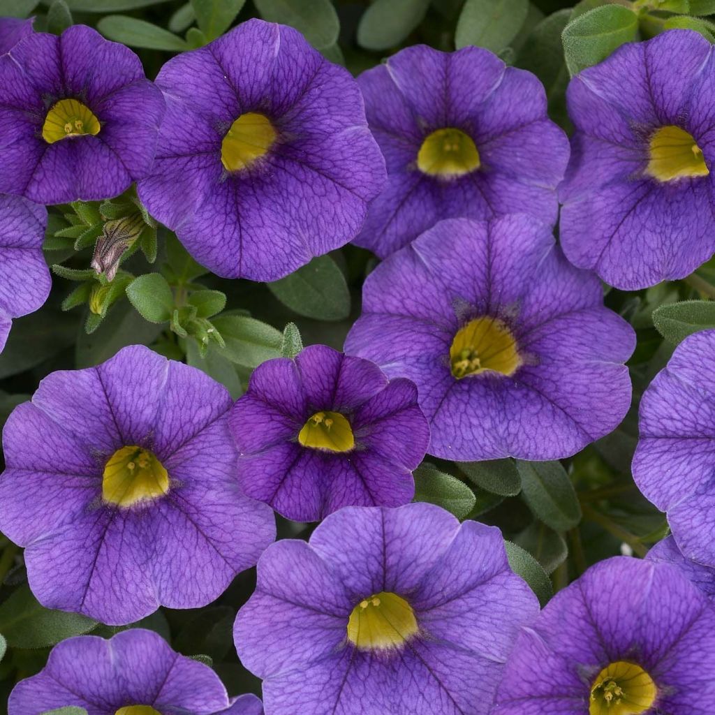 Miljoonakello Superbells Unique Blue Violet