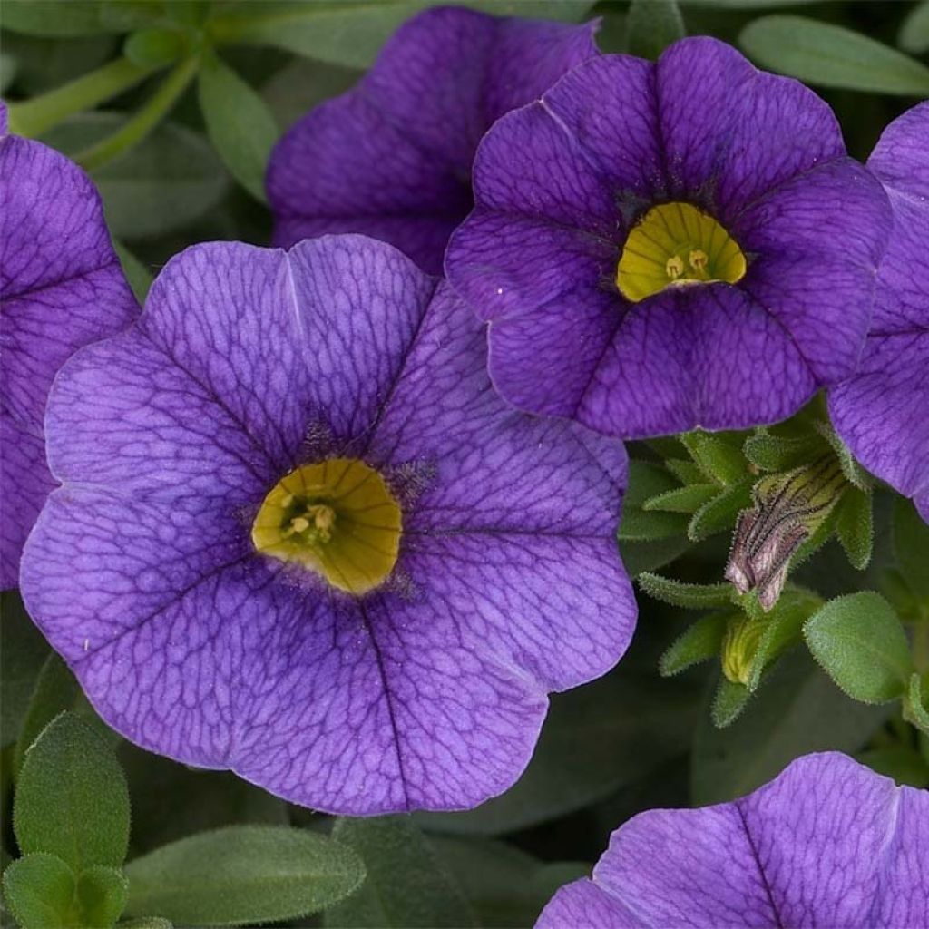 Miljoonakello Superbells Unique Blue Violet