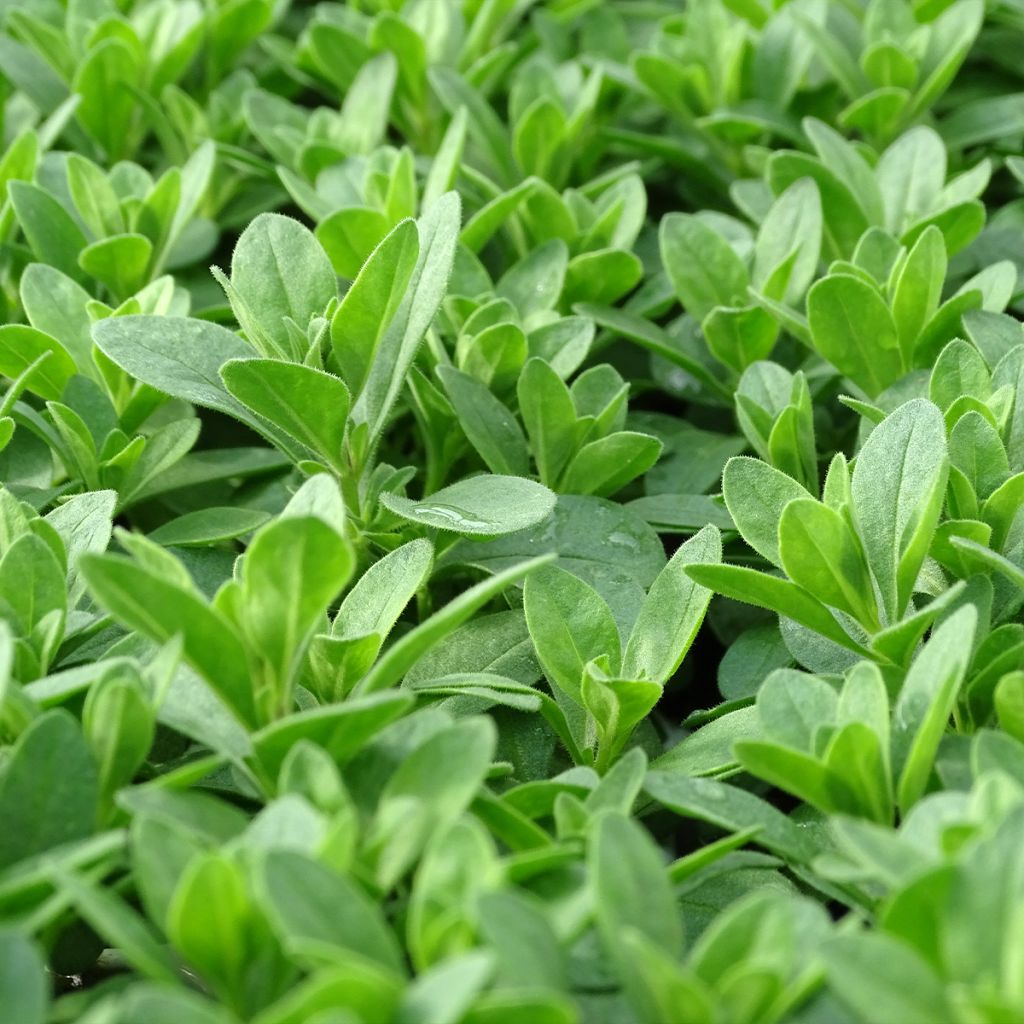 Miljoonakello Noa Bubblegum