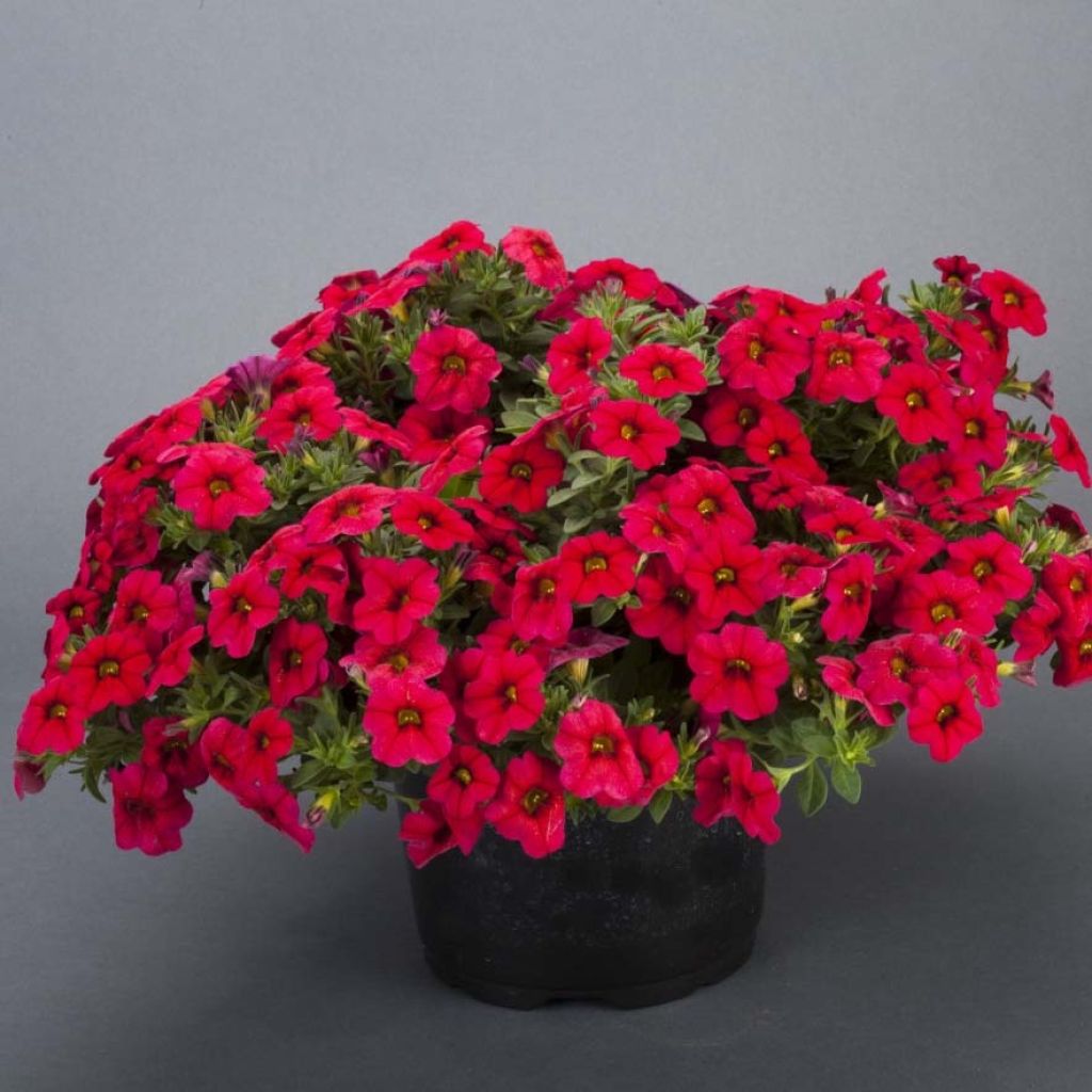 Miljoonakello Lia Dark Red