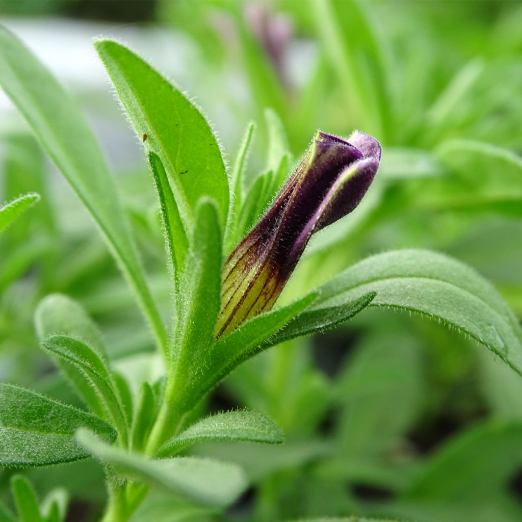 Miljoonakello Superbells Unique Blue Violet