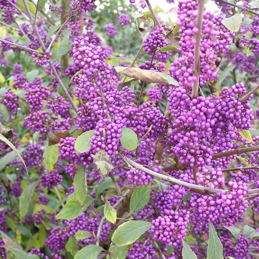Helmimarja Profusion