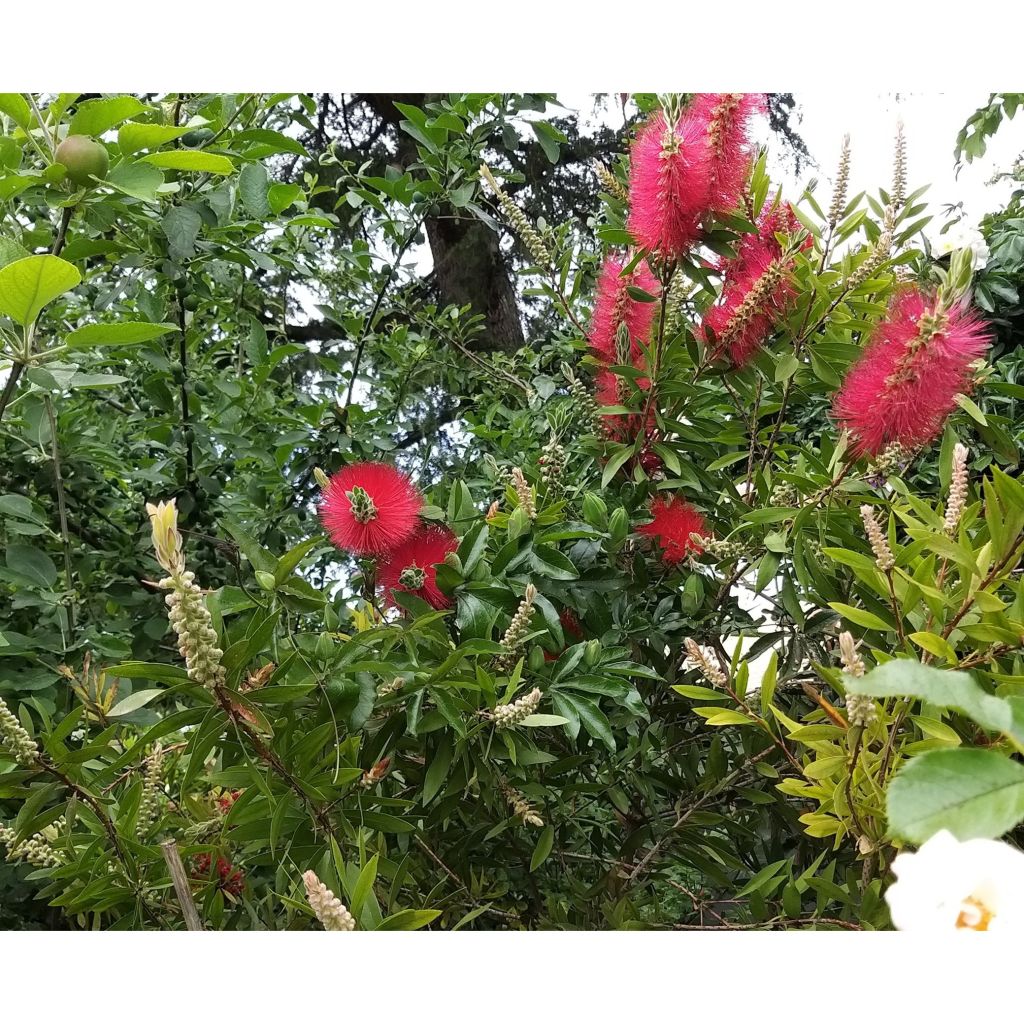 Pullonharja Splendens