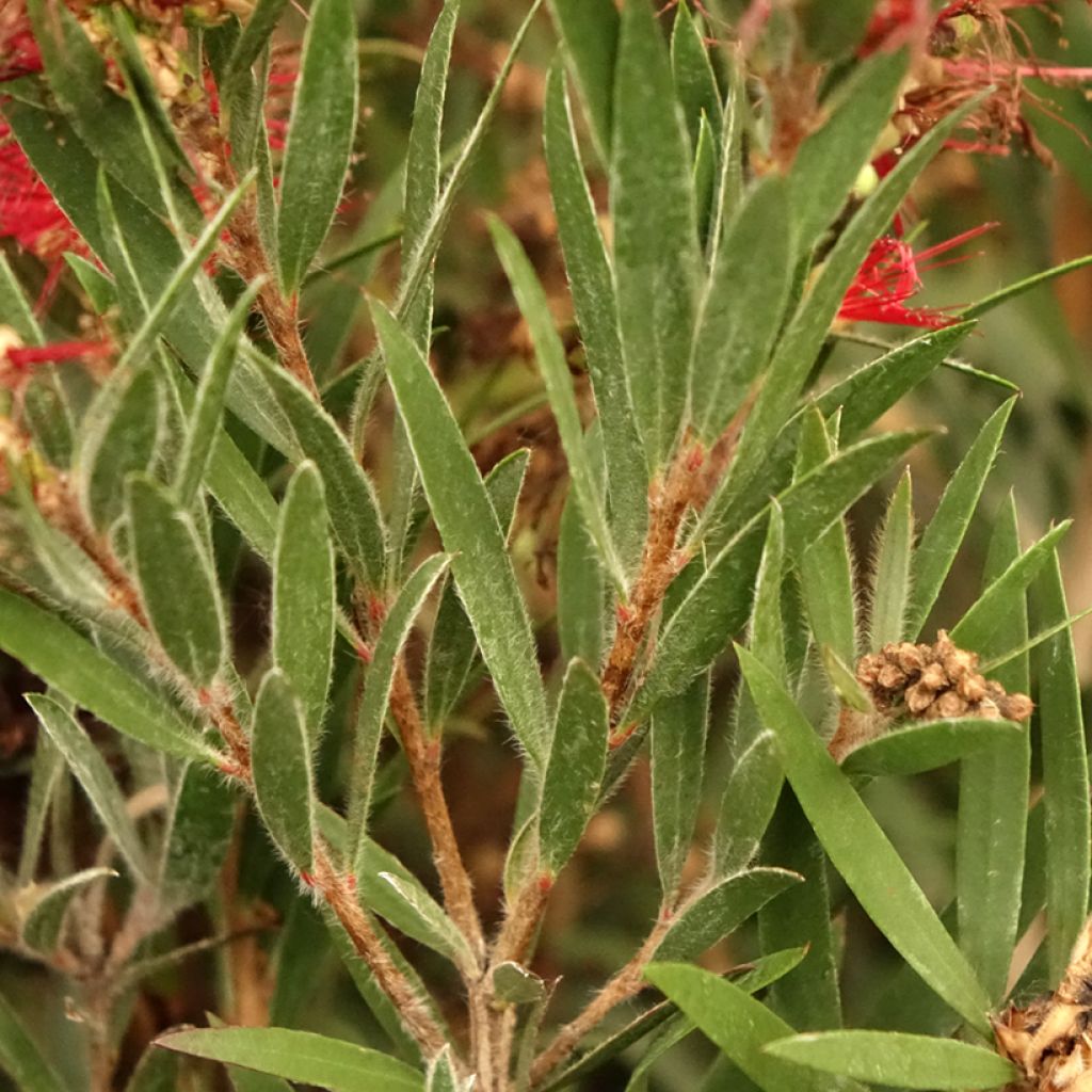 Lamppuharja Mini Red
