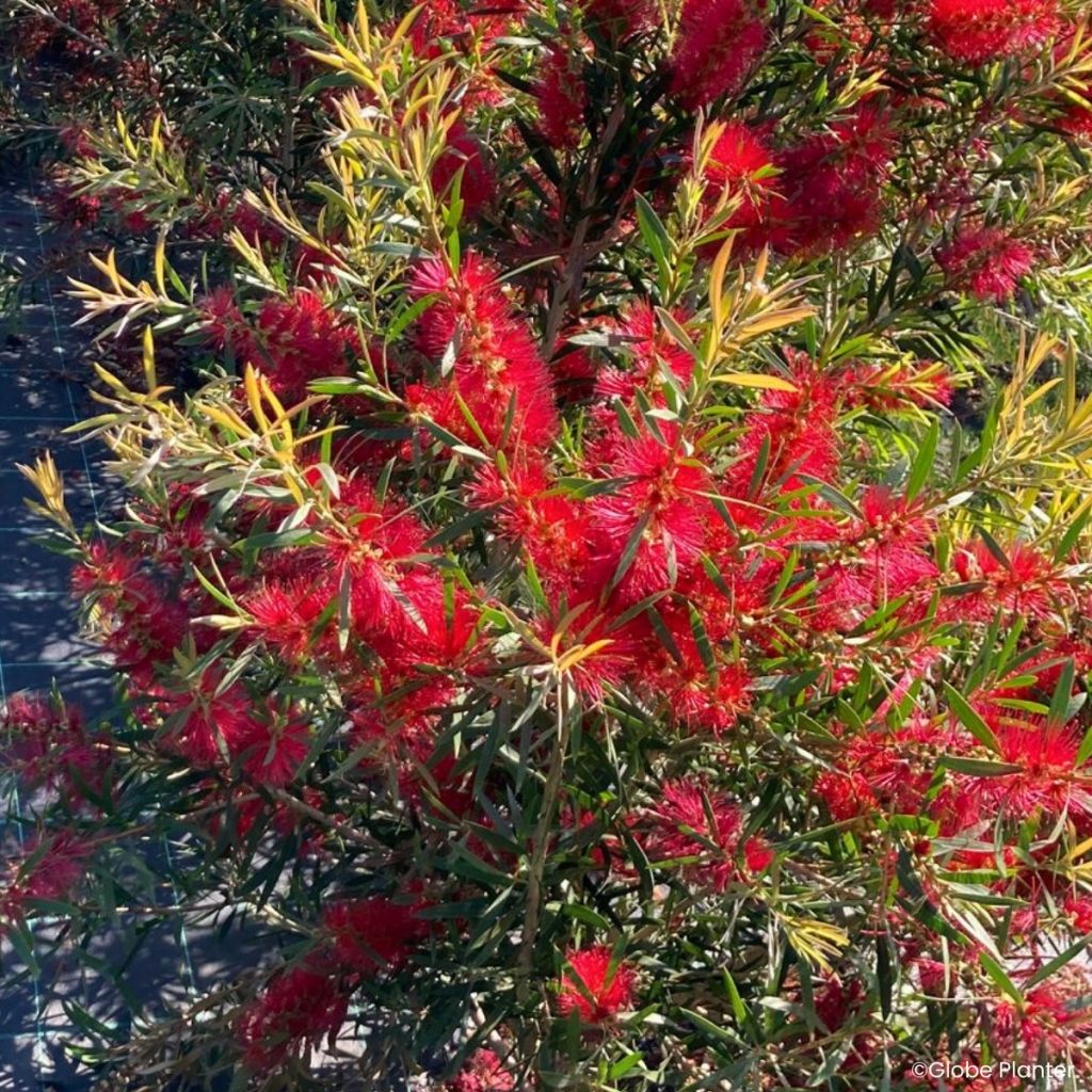 Norjalamppuharja Outback Flame