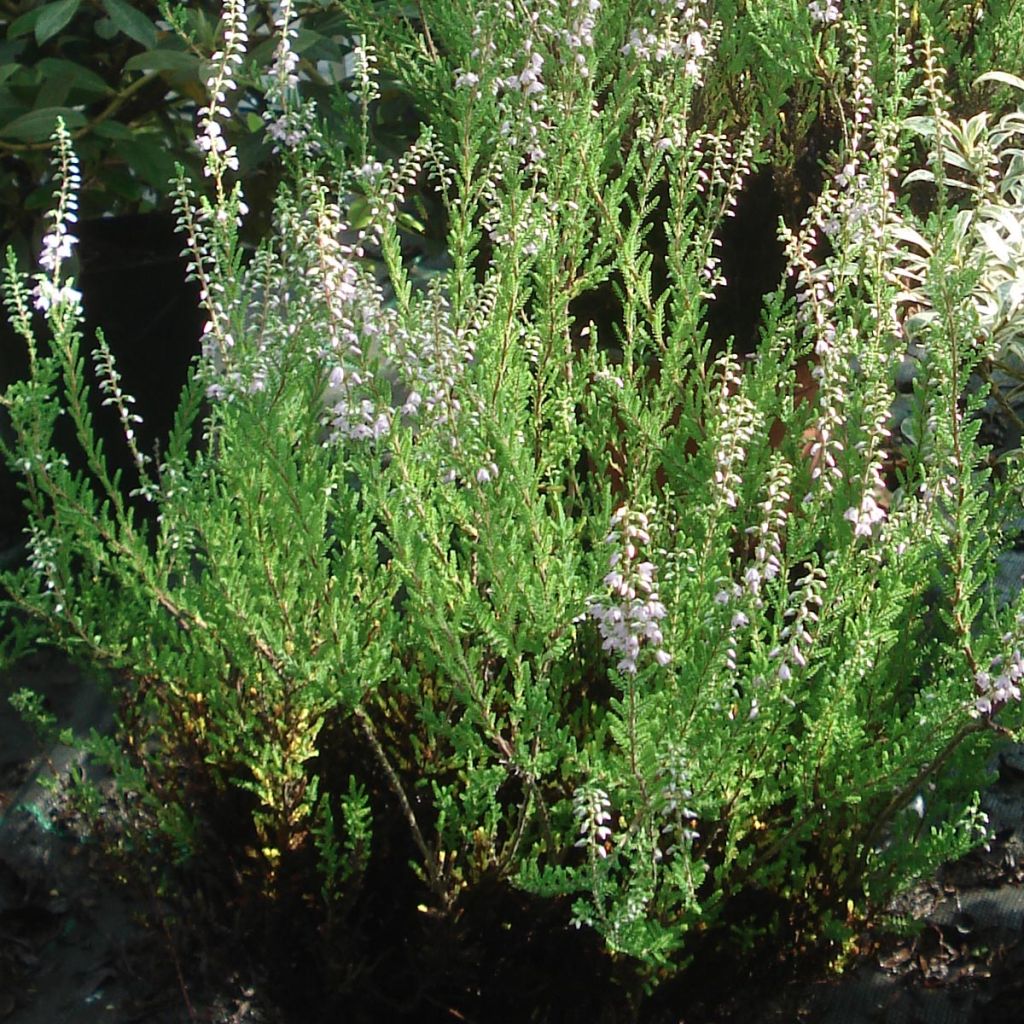 Kanerva Spring Torch