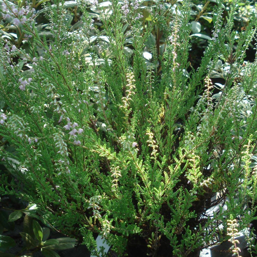Kanerva Spring Torch