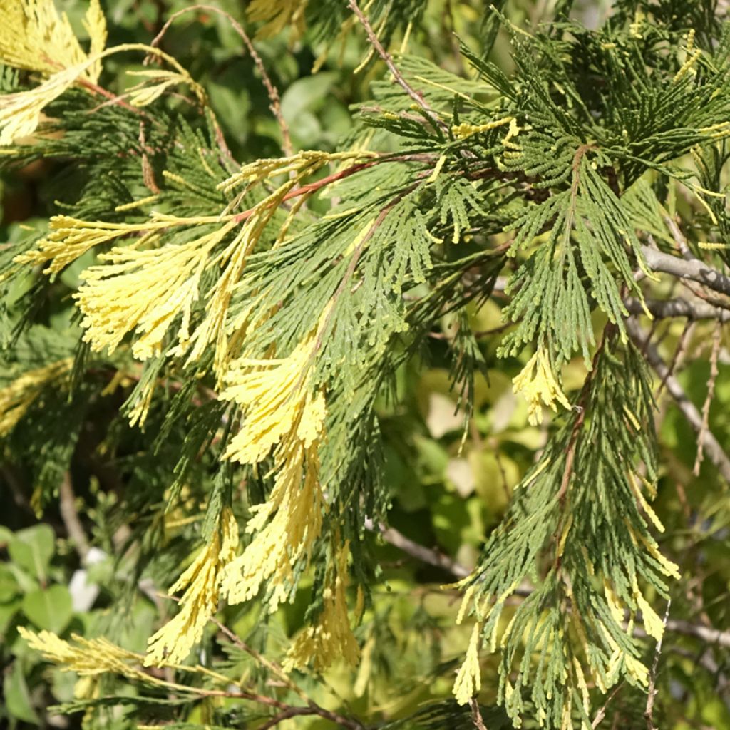 Oregonintuoksusetri Aureovariegata