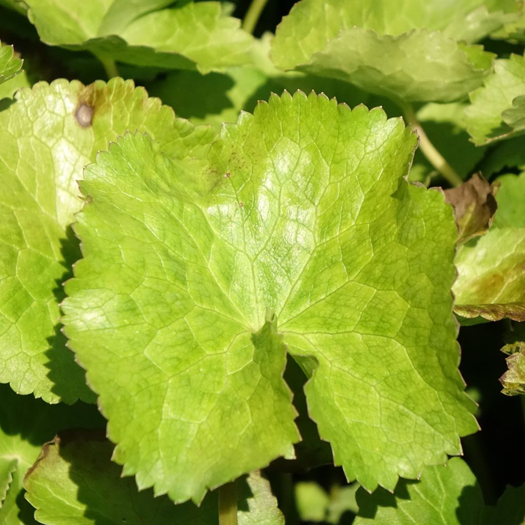 Rentukka var. alba