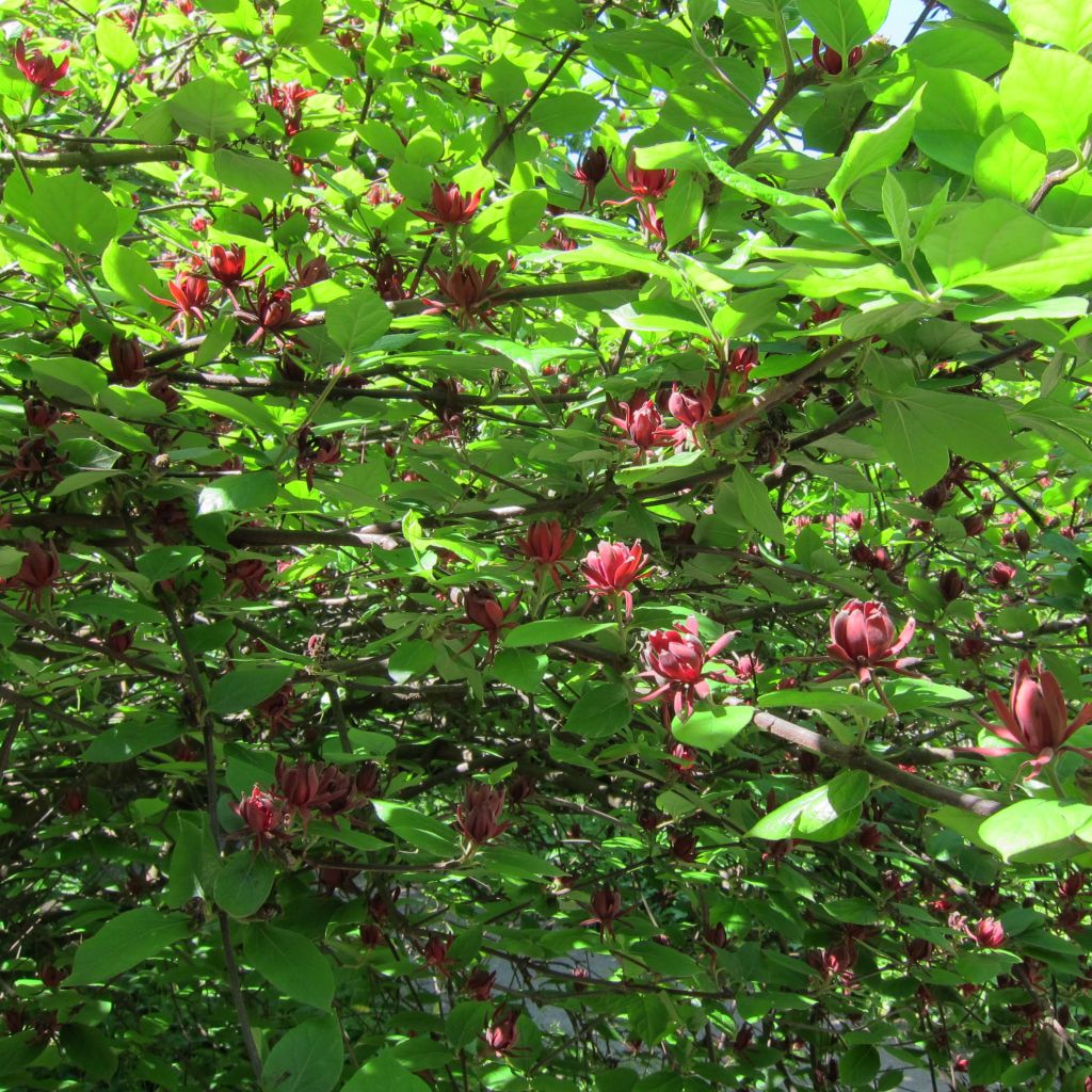 Kalukkipensas - Calycanthus floridus