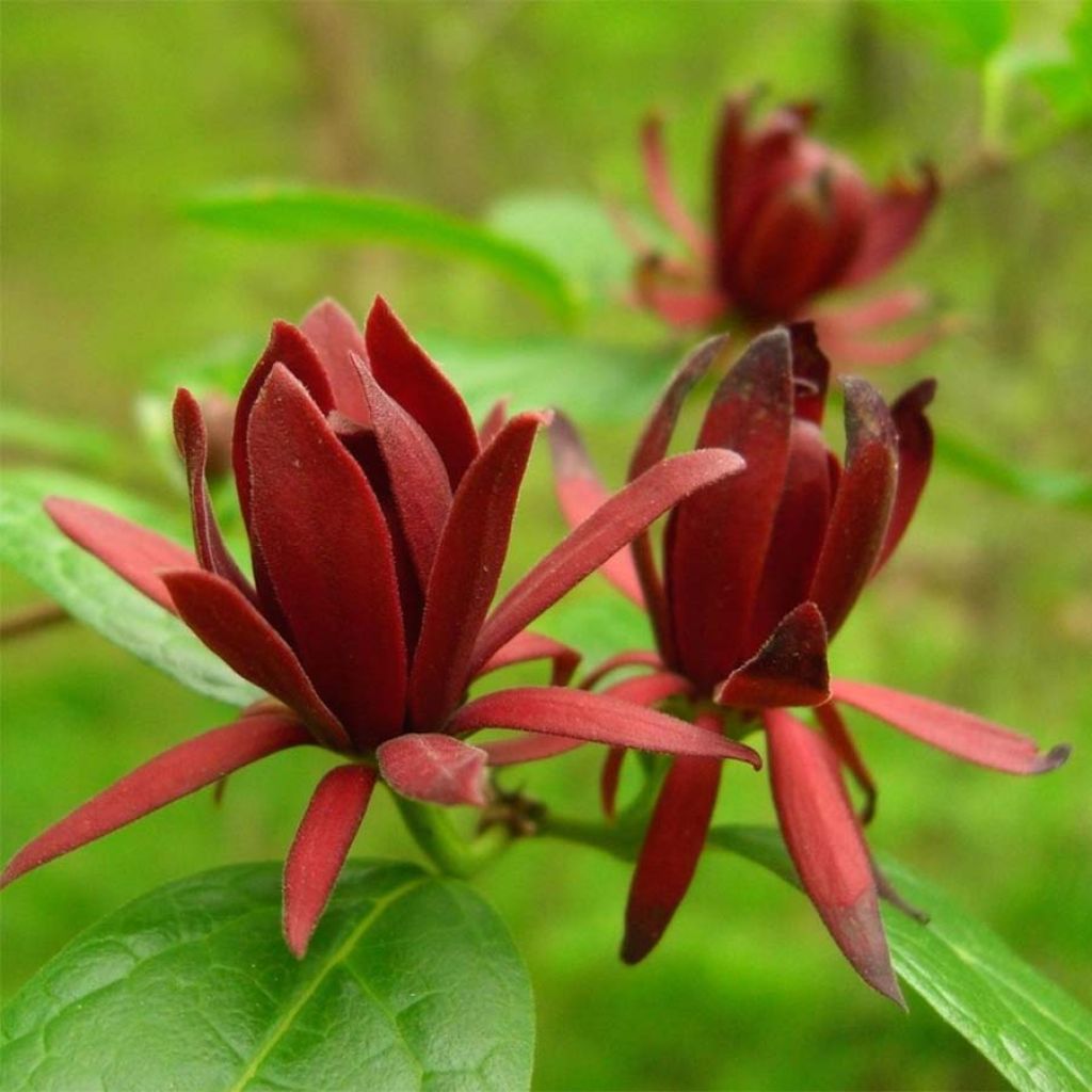 Kalukkipensas - Calycanthus floridus