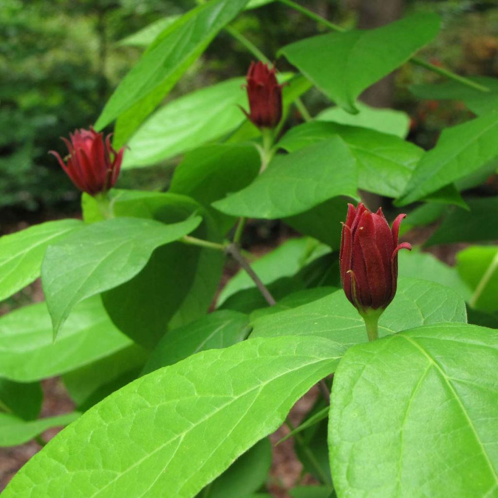Kalukkipensas - Calycanthus floridus
