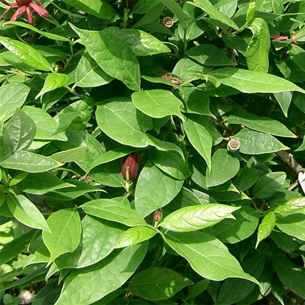 Kalukkipensas - Calycanthus floridus