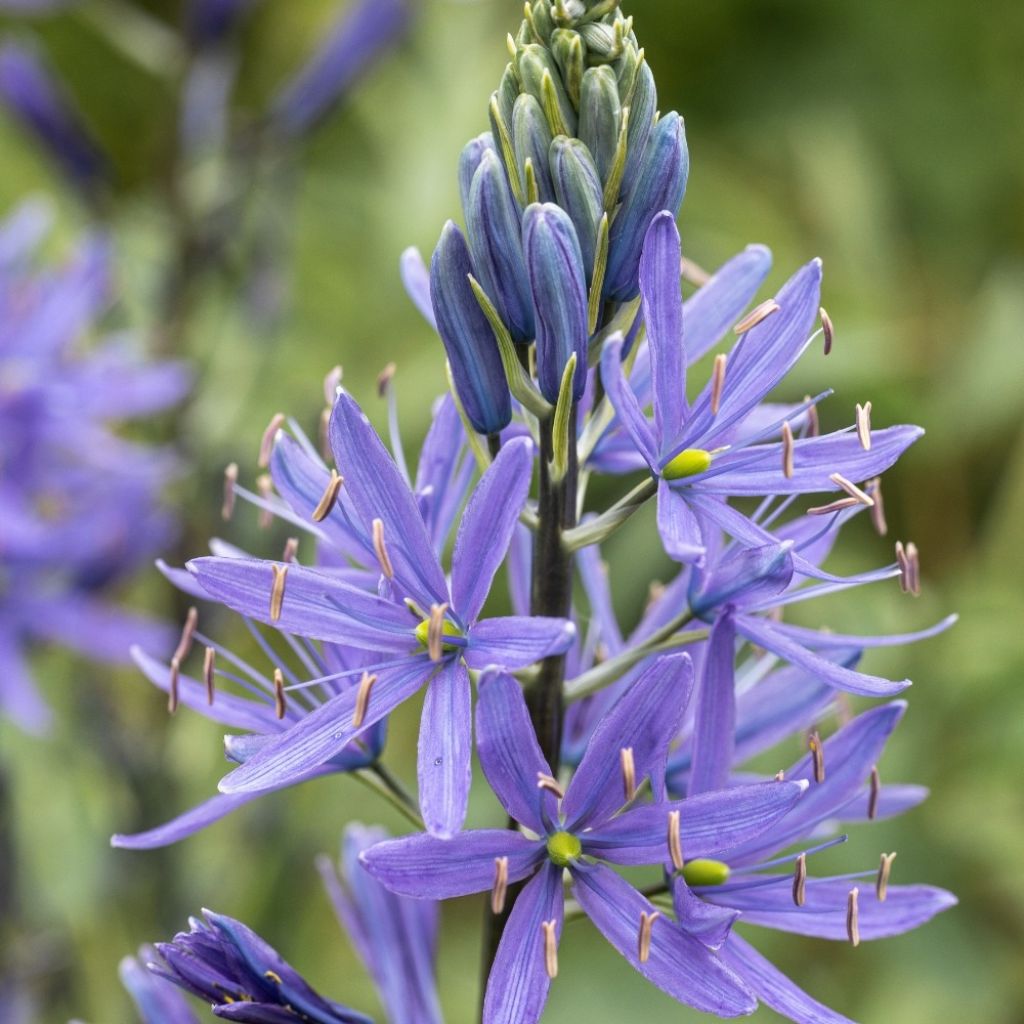 Sinitähtihyasintti Blue Melody