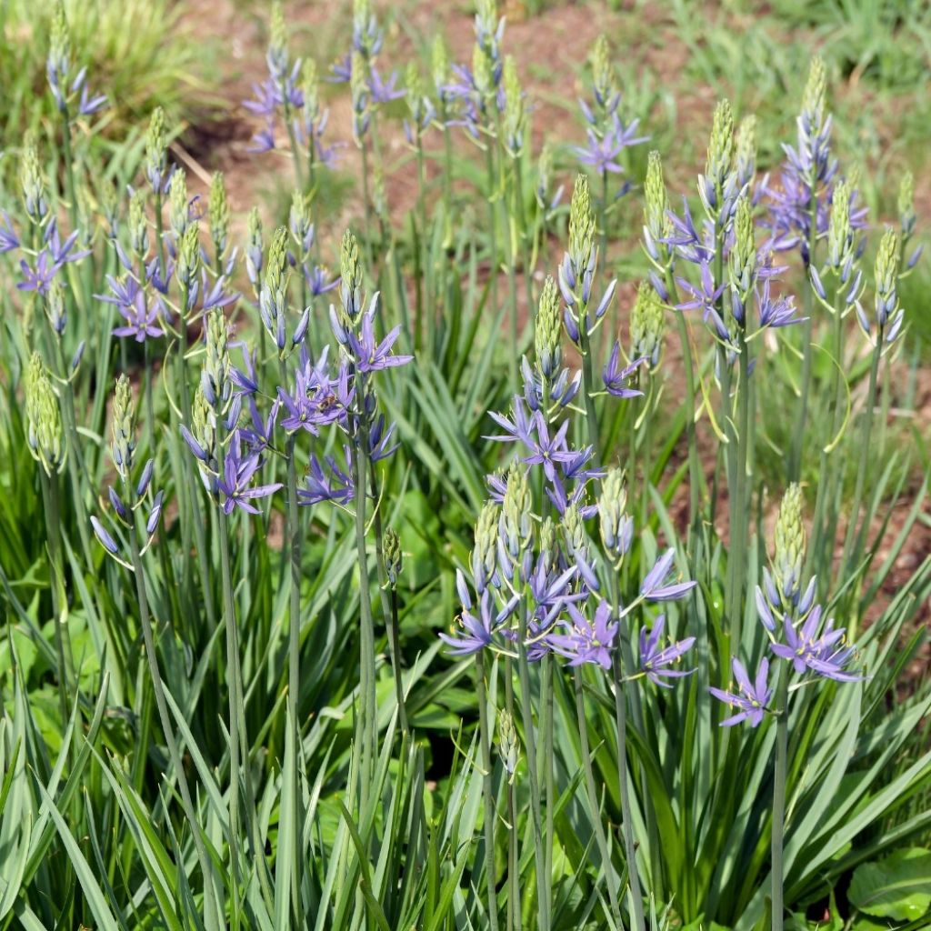 Sinitähtihyasintti - Camassia quamash