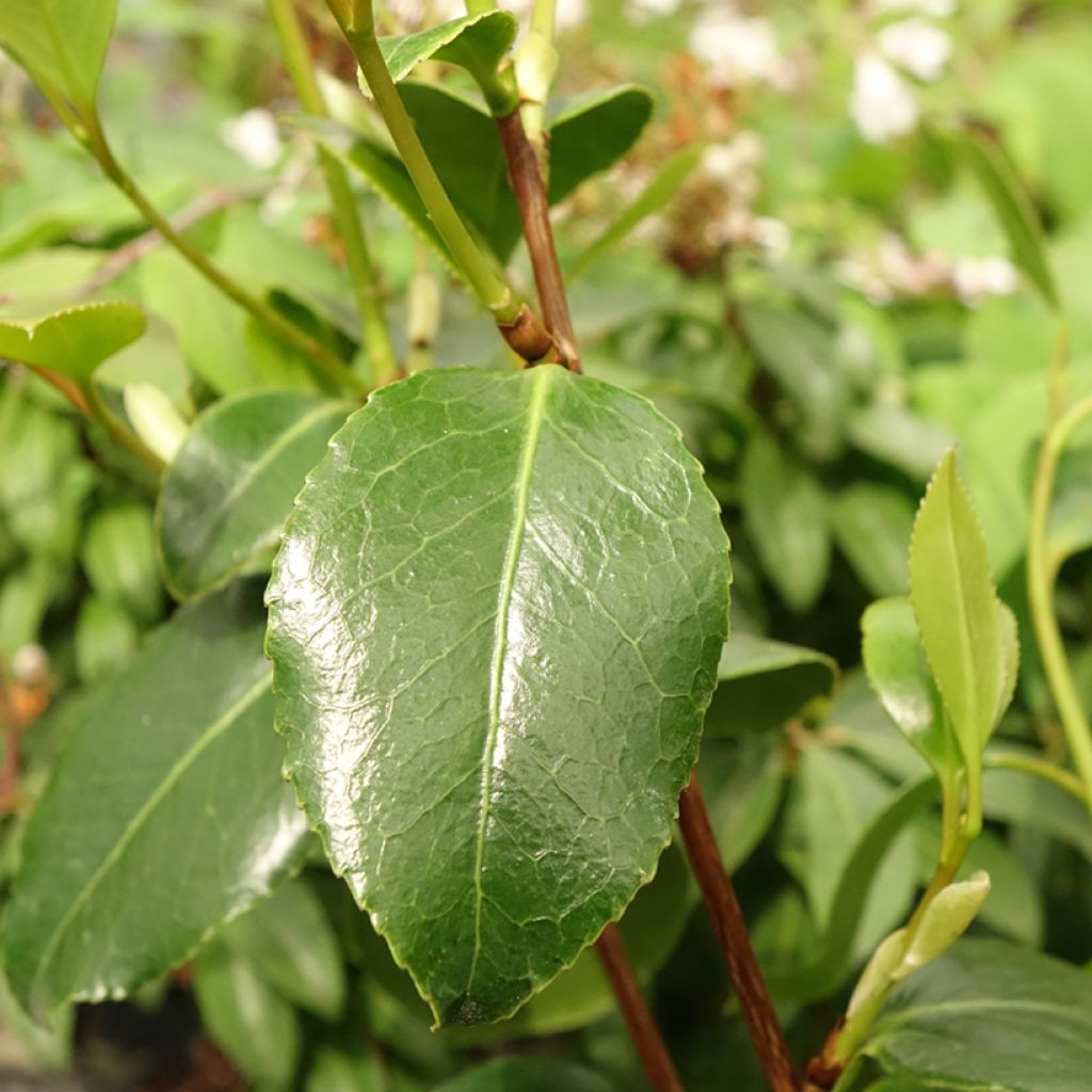 Kamelia Cinnamon Scentsation