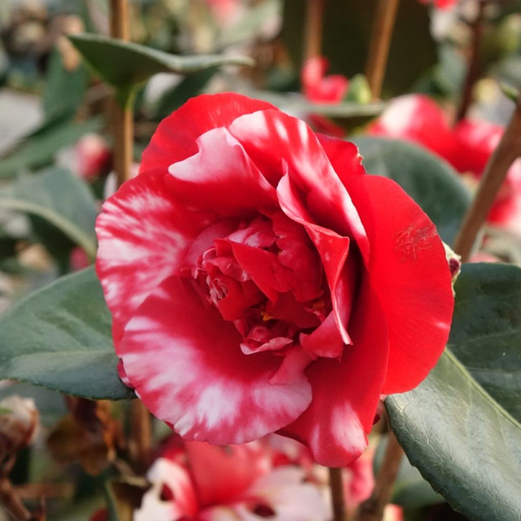 Kamelia Midnight Variegated