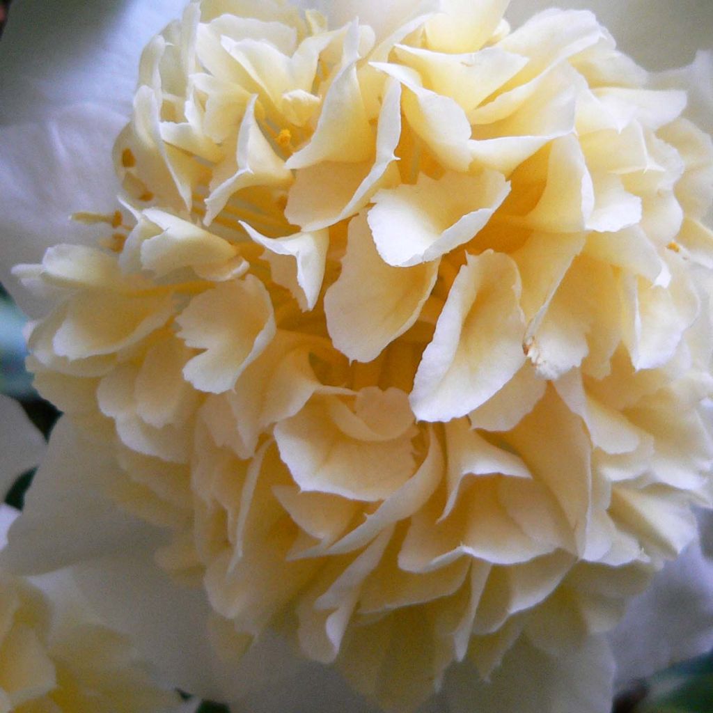 Kamelia Jury's Yellow