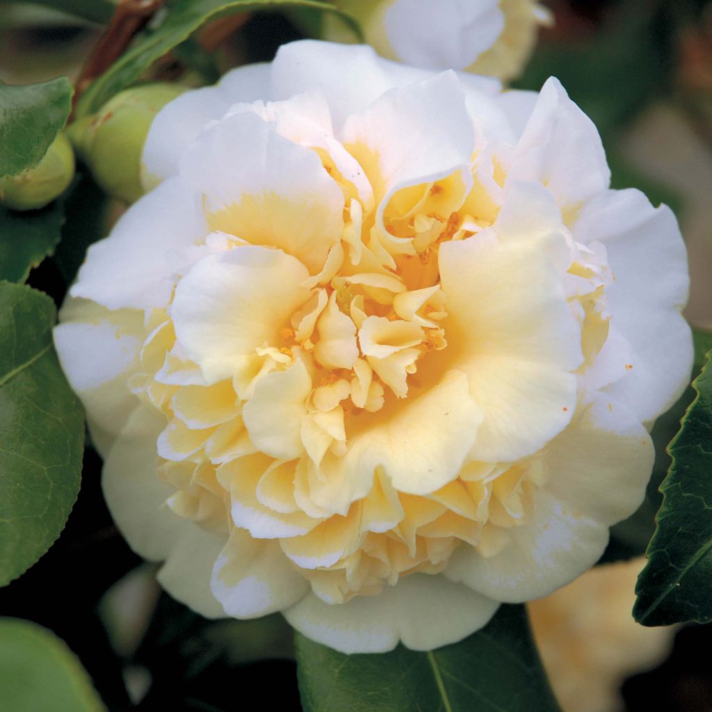 Kamelia Jury's Yellow