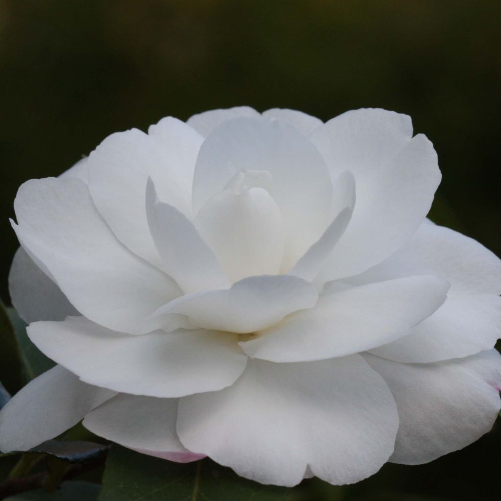 Kamelia Early Pearly