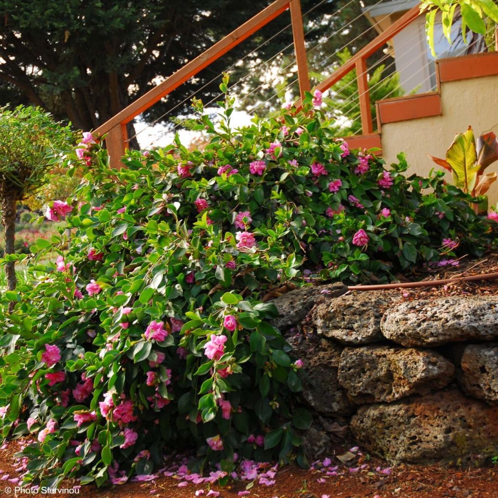 Kamelia Waterfall Pink