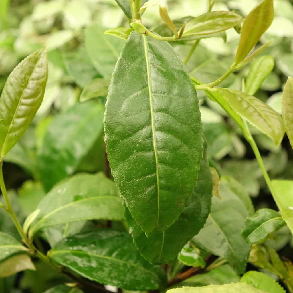 Teepensas Théojardin