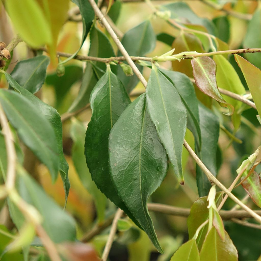 Kamelia - Camellia tsaii