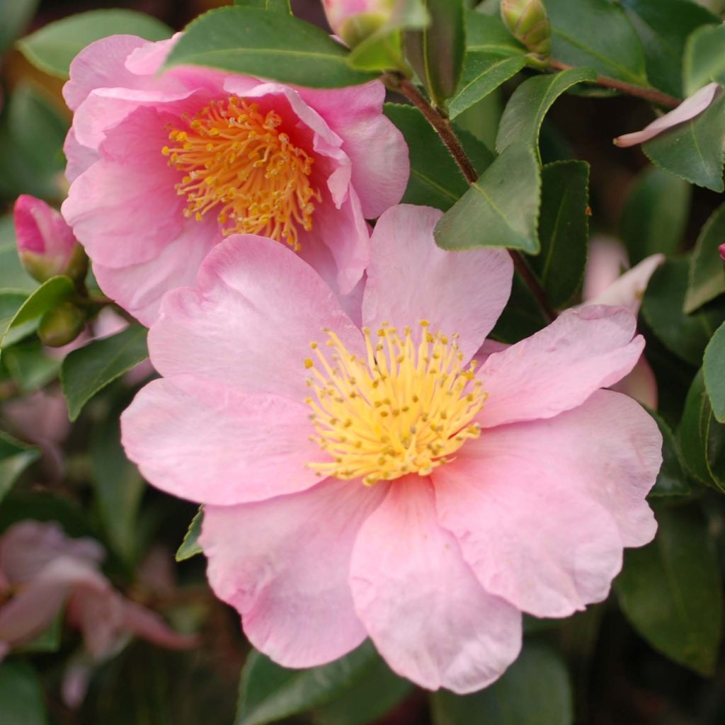 Kamelia Pink Goddess