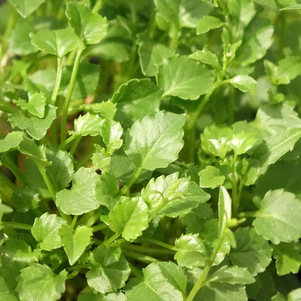 Kääpiökello Alba