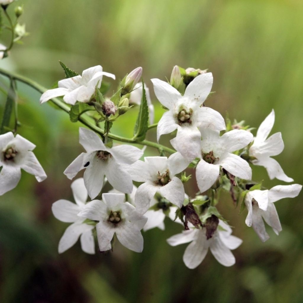 Maitokello Alba