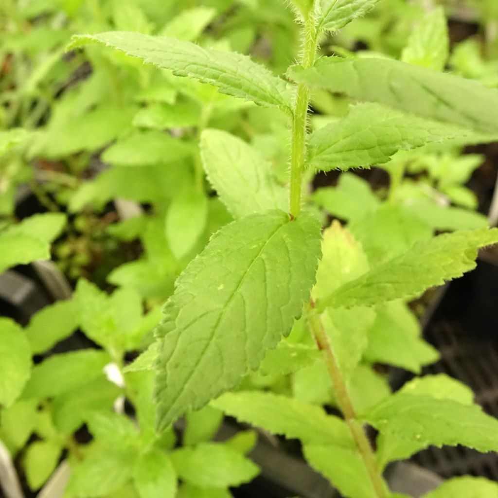 Maitokello Alba