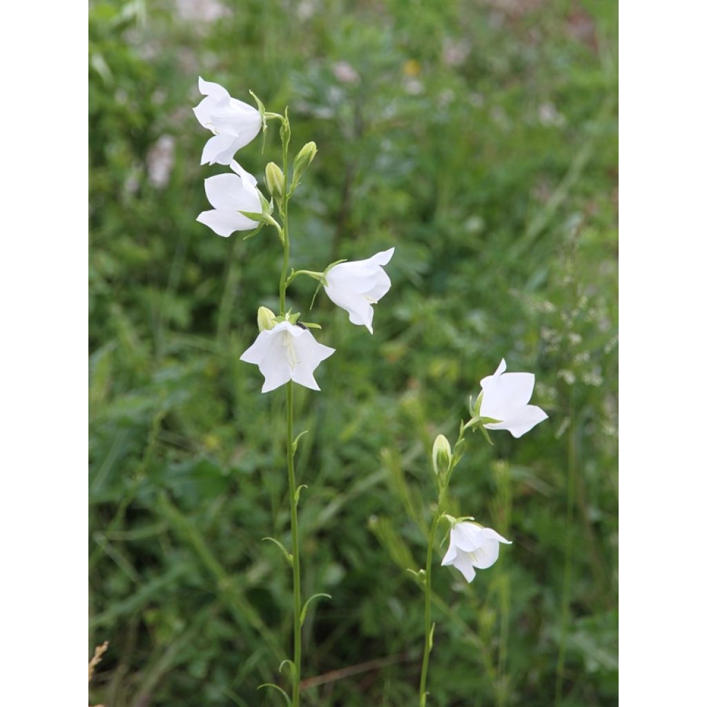 Kurjenkello Alba
