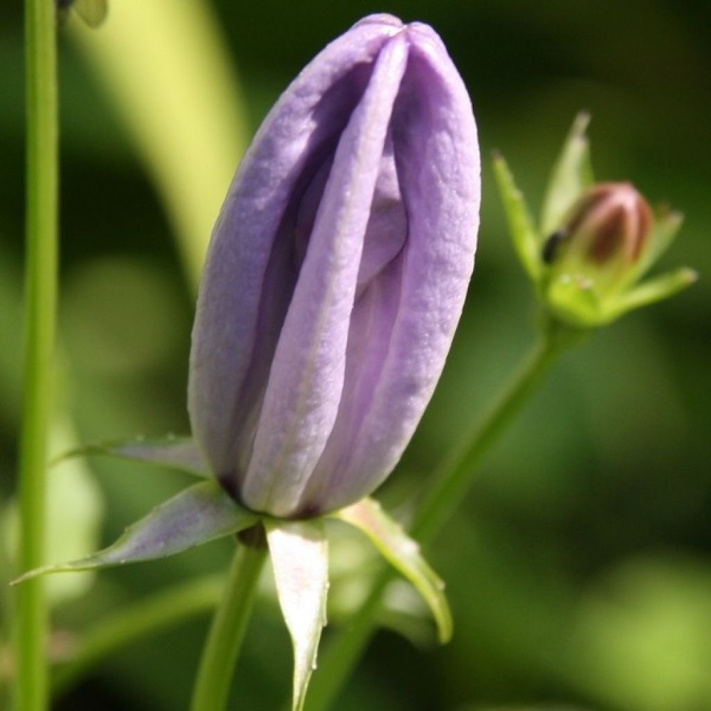 Karpaattienkello - Campanula carpatica