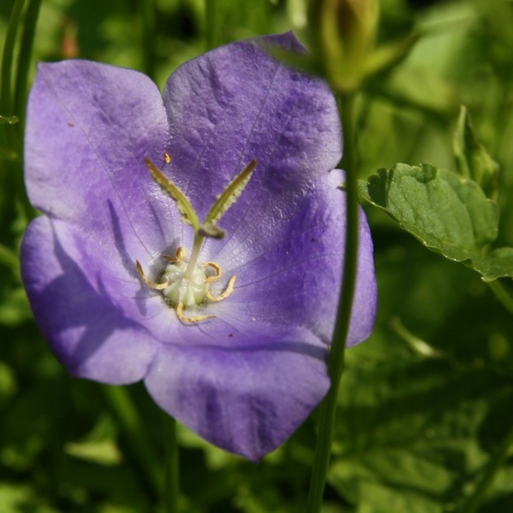 Karpaattienkello - Campanula carpatica