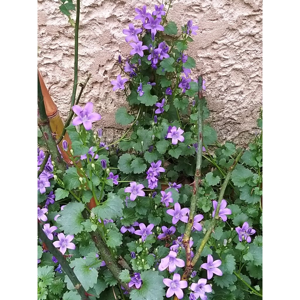 Muurikello - Campanula portenschlagiana