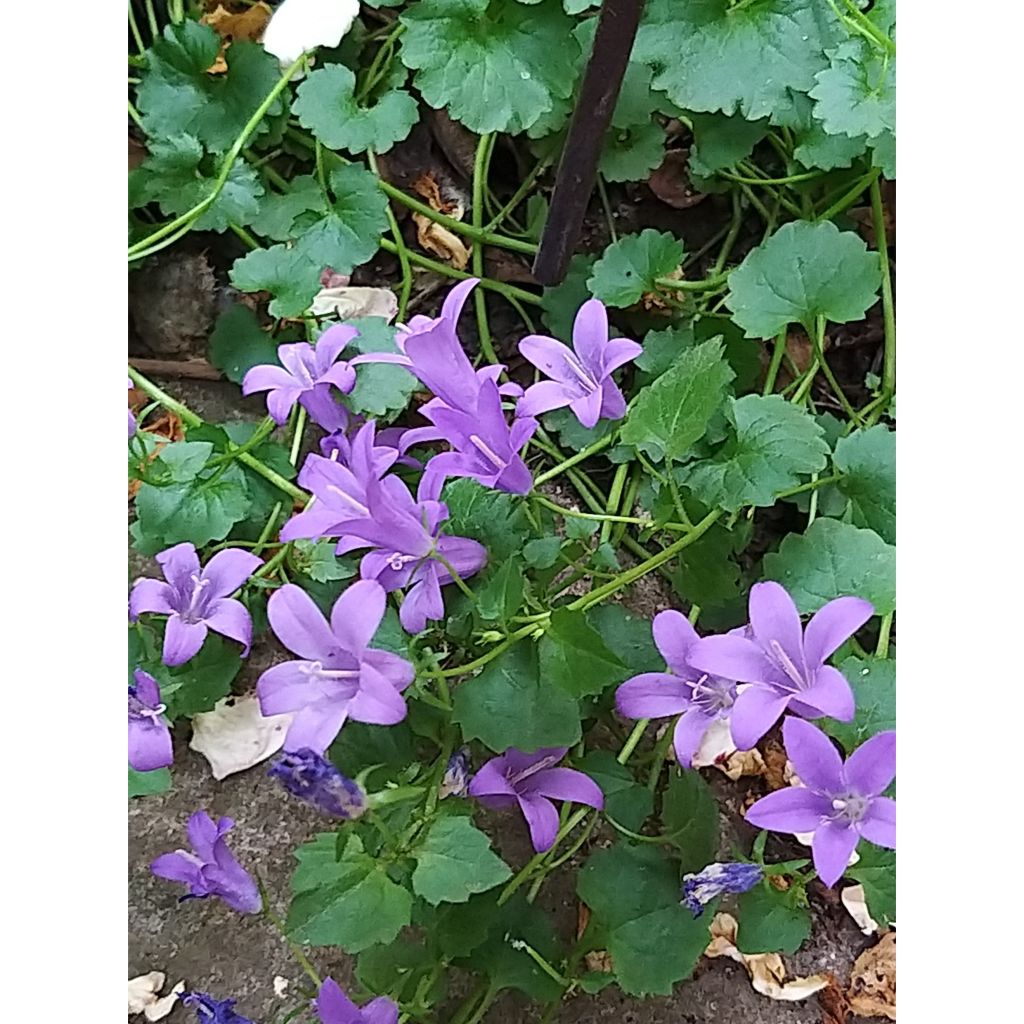 Muurikello - Campanula portenschlagiana