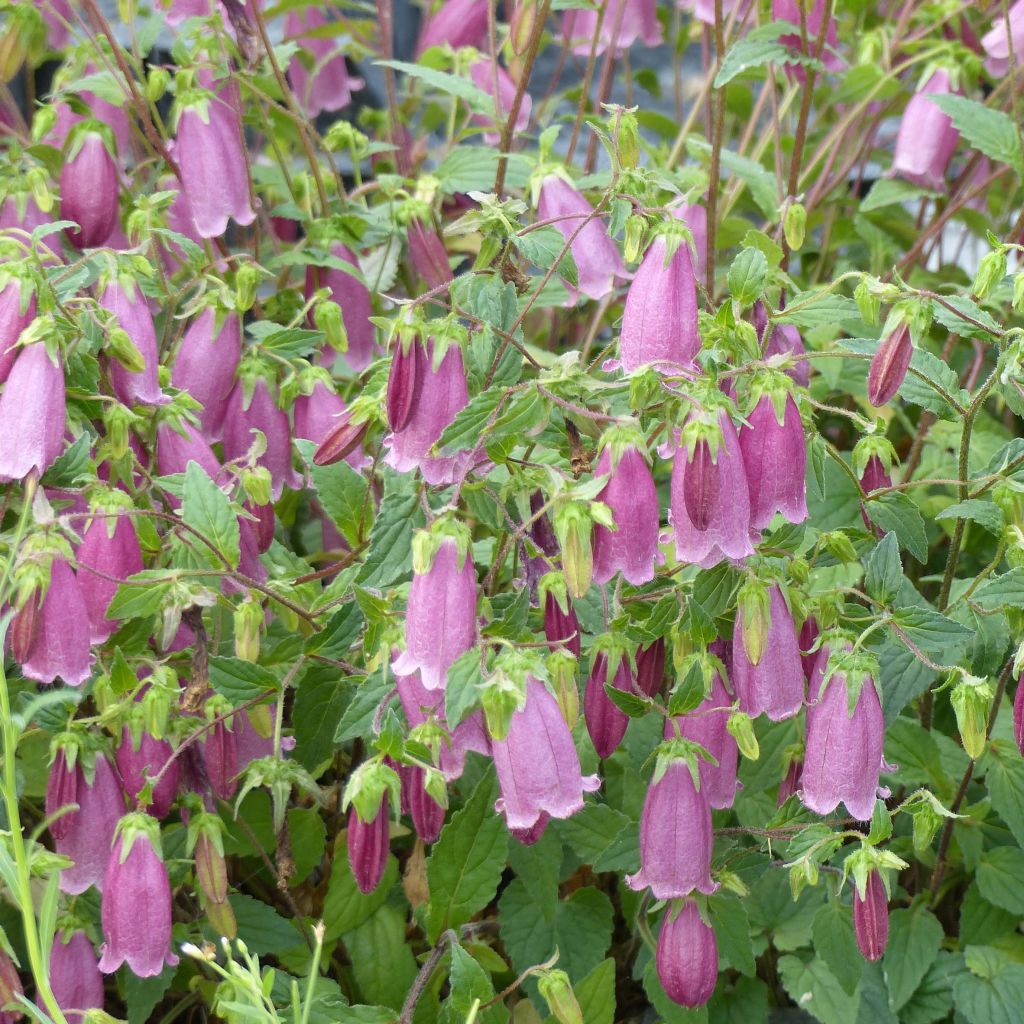 Täpläkello Ringsabell Mulberry Rose