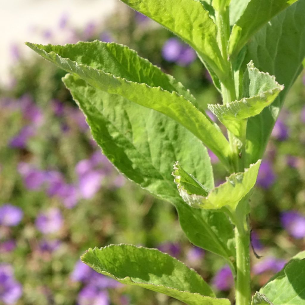 Ukonkello var. macrantha alba