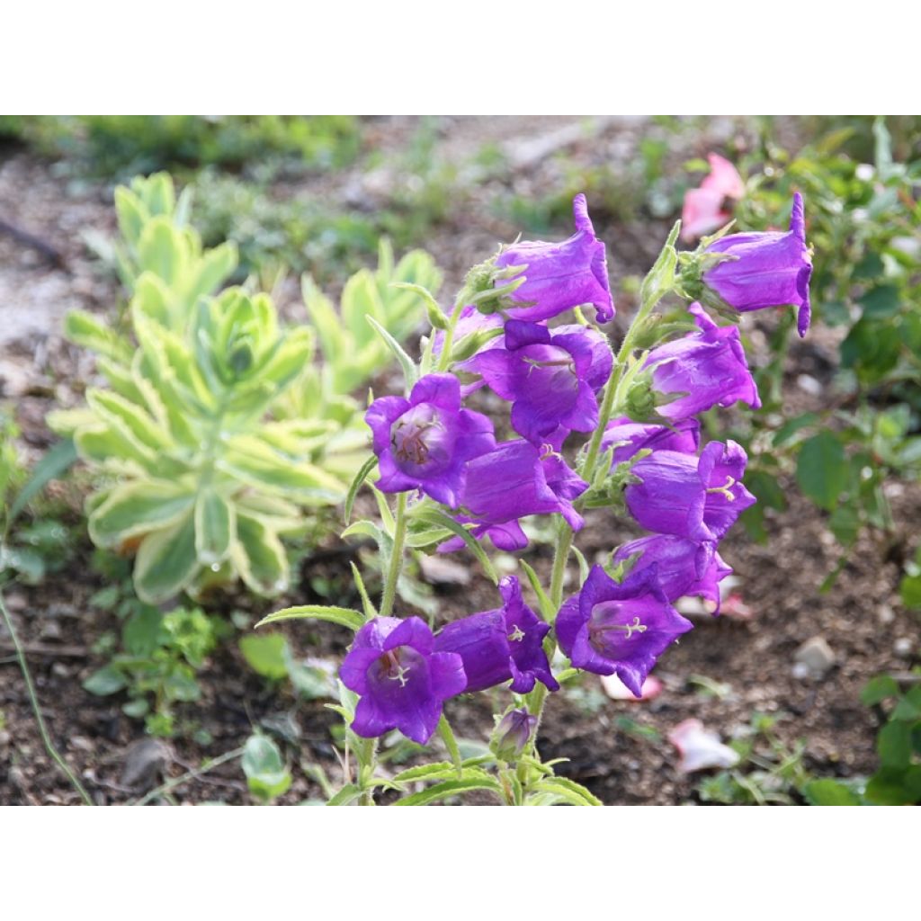 Maariankello Carillon suurikukkainen kerrottu (siemenet) - Campanula medium