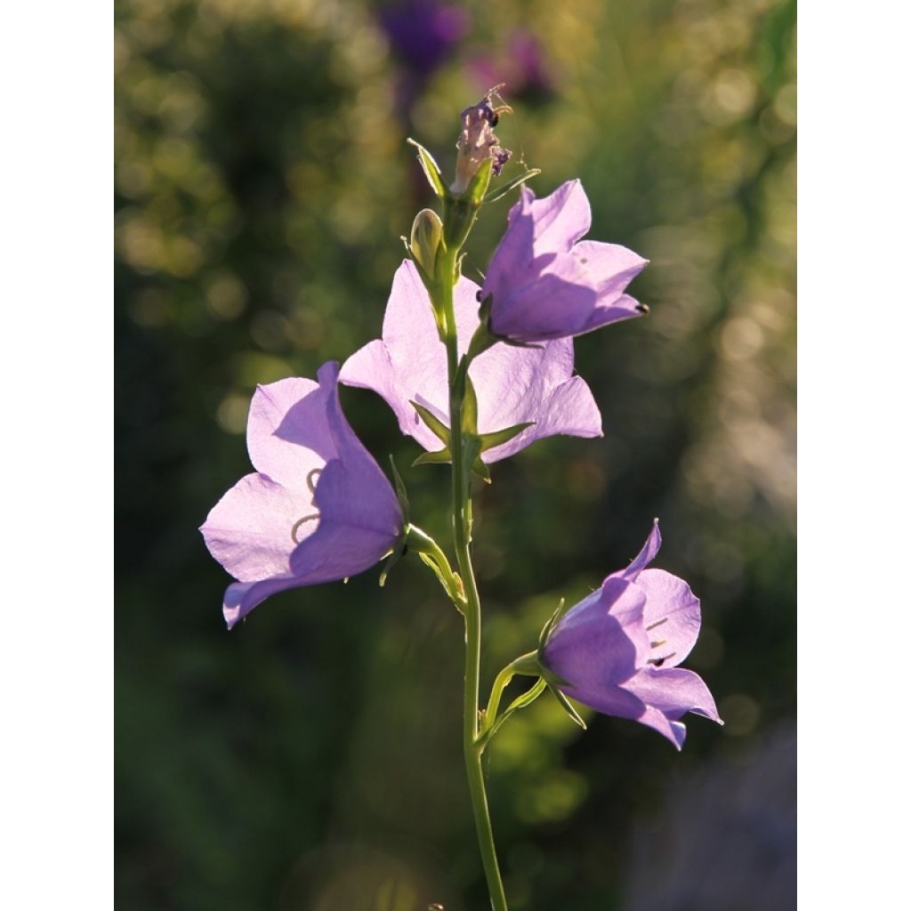 Kurjenkello - Campanula persicifolia